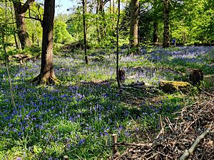 Joel Park Bluebell Woodland