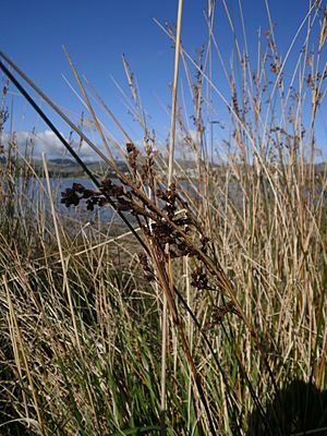 Juncus kraussii subsp. australiensis 11.JPG