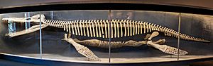 Kronosaurus queenslandicus.jpg