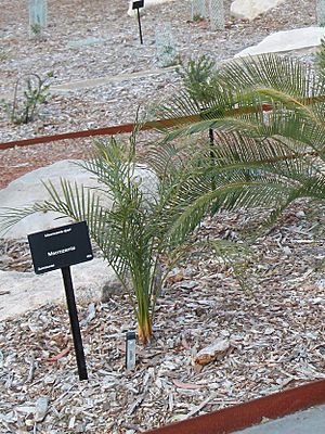 Macrozamia dyeri.jpg