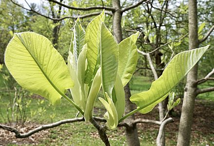 Magnolia macrophylla ssp. macrophylla