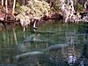 Manatees in Blue Spring.jpg