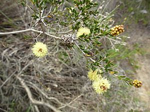 Melaleuca thymoides (leaves, flowers, fruits).JPG