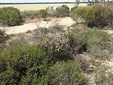 Melaleuca wonganensis habit