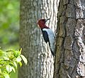 Melanerpes erythrocephalus -tree trunk-USA