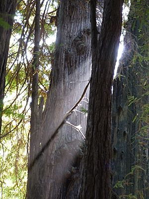 Muir Woods National Monument 02