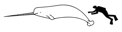 Narwhal size.svg