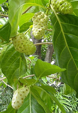 Noni fruit (Morinda citrifolia).jpg