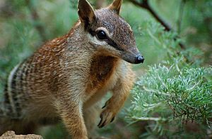 Numbat Face