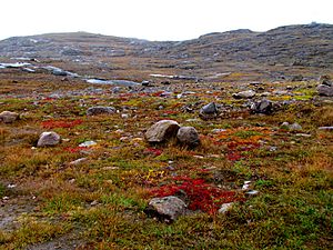 Nunavut tundra -c