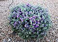 Ornamental Texas sage in bloom