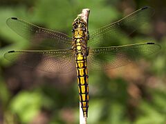 Orthetrum cancellatum top