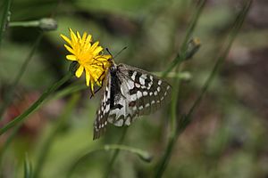 Parnassius clodius 1201