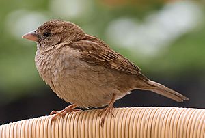 Passer domesticus2