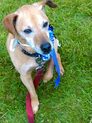 PatterdaleTerrierMegan