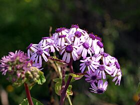 Pericallis webbii