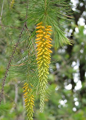 Persoonia pinifolia.jpg