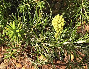 Petrophile conifera.jpg