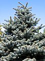 Picea pungens Montgomery