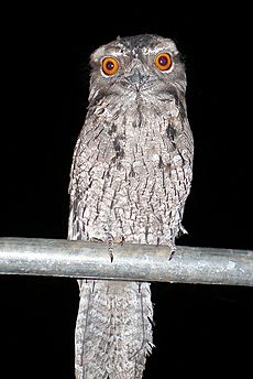 Podargus ocellatus -Redwood -Queensland-8