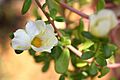 Portulaca flowers 07