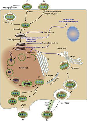 Poxviridae cycle