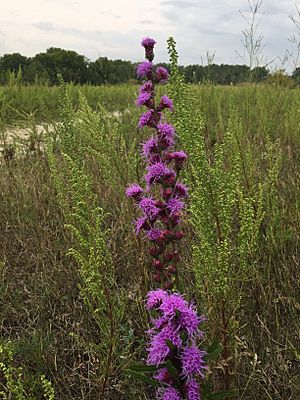 Prairie Flower