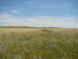 Prairie near Brooks