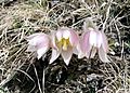 Pulsatilla vernalis, Seiser Alm