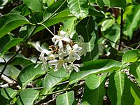 Saba senegalensis 0002