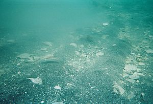 Shark Tooth Dive at Venice 2