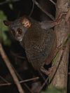 Siau Island Tarsier - Tarsius tumpara 01.jpg