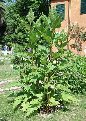 Silphium perfoliatum