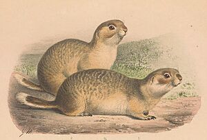 Spermophilus erythrogenys.jpg