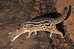 Spotted fanaloka (Fossa fossana).jpg