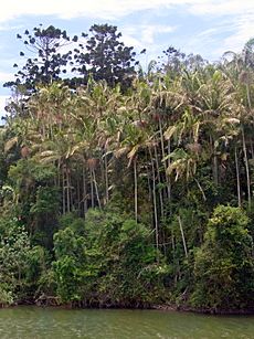 Stotts Island rainforest