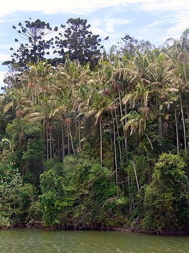 Stotts Island rainforest.JPG