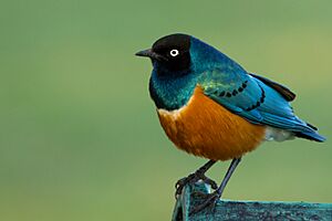 Superb Starling Portrait.jpg