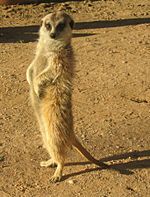 Suricata