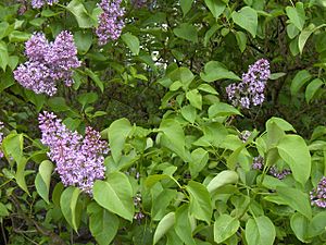 Syringa.vulgaris(01)