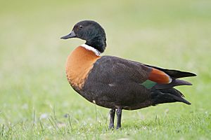 Tadorna tadornoides male 1 - Perth.jpg