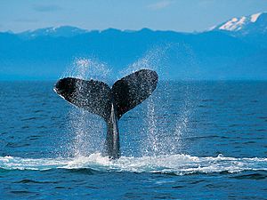 Tail of humpback whale