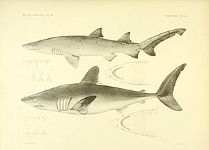 The Plagiostomia (Plate 6) (6001253059).jpg