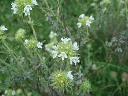 Thymus mastichina 2