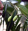 Unripe Neem fruits