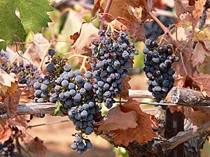 Very ripe, dehydrated grapes