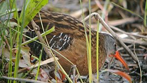 Virginia Rail (8100205928)