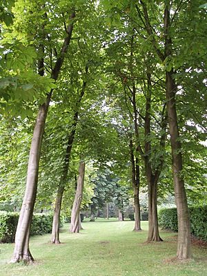 Whipsnade Tree Cathedral, South Transcept