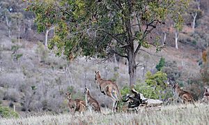 Wild kangaroos