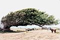 Photograph of a wind-shaped tree at South Point, with a goat and contemporary habitations in the background.